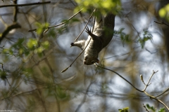 Squirrel Hanging Upside Down in Tree Eating Flowering Buds