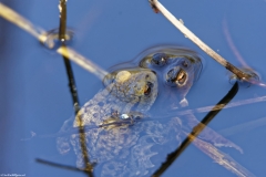 Male & Female Toad in a Pond