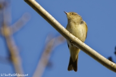 Chiffchaff Front View on Branch