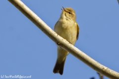 Chiffchaff Front View on Branch