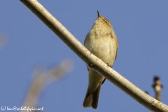 Chiffchaff Front View on Branch