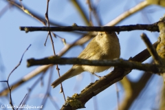 Chiffchaff Side View on Branch