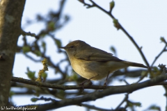 Chiffchaff Side View on Branch