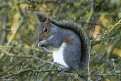 Squirrel Side View in a Tree Eating