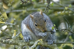 Squirrel Front View in a Tree Eating