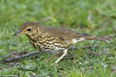 Mistle Thrush Side View With Worm on Grass