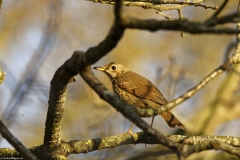 Mistle Thrush Back View on a Branch