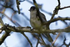 Male Blackcap Front View on Branch