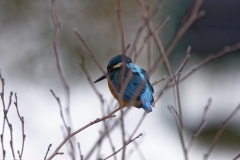 Kingfisher