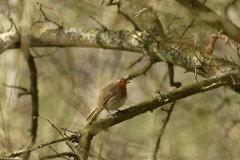 Robbin Side View on Branch