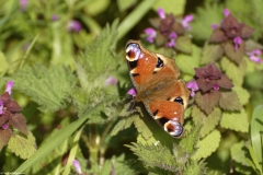 Peacock Butterfly on Wild Flowers