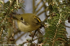 Goldcrest Front View on Fur Tree Branch