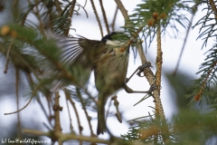 Coal Tit in Flight