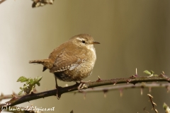 Wren Back View on Thorn Branch