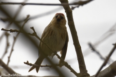 Female Redpolls Front View on Branch