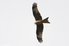 Red Kite in Flight