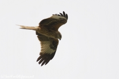 Red Kite in Flight