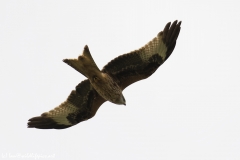 Red Kite in Flight