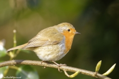 Robin Side View on Branch