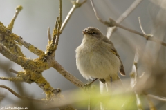 Chiffchaff Front View on Branch