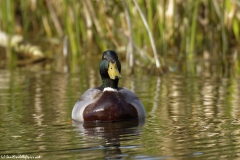 Male Mallard Front View on River