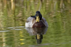 Male Mallard Front View on River