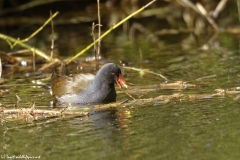 Moorhen Front View on River