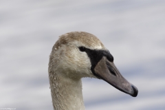 Signet Head Side View on Lake