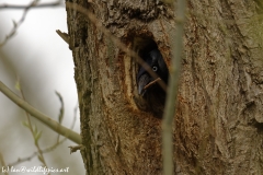 Jackdaw Coming out of Nest in Tree