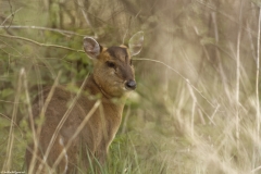 Female Muntjac Back View in Undergrowth