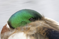 Male Mallard