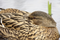 Female Mallard