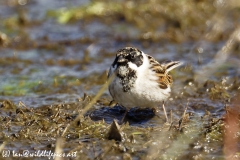 Male Reed Bunting Front View on Marsh