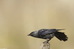 Jackdaw Side View on Post