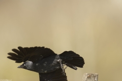 Jackdaw Side View in Flight