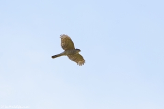 Male Sparrowhawk in Flight