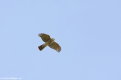 Male Sparrowhawk in Flight