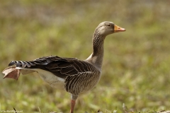 Greylag Goose on One Leg Side View