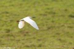 Little Egret Side View in Flight