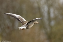 Greylag Goose Side View in Flight