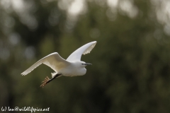 Little Egret Side View in Flight