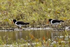 Oystercatchers Side View on Marsh