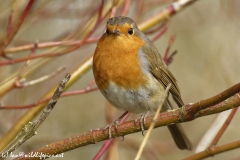 Robin Front View on Branch