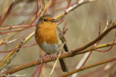 Robin Front View on Branch