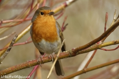 Robin Front View on Branch