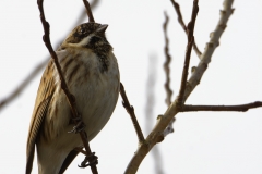 Reed Bunting