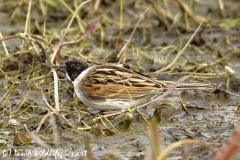 Male Reed Bunting Side View on Marsh