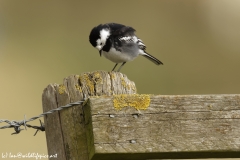 Pied Wagtail Side View on Post