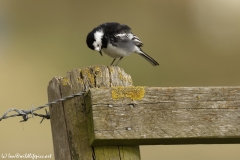 Pied Wagtail Side View on Post