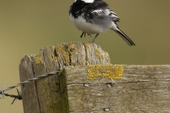 Pied Wagtail Side View on Post